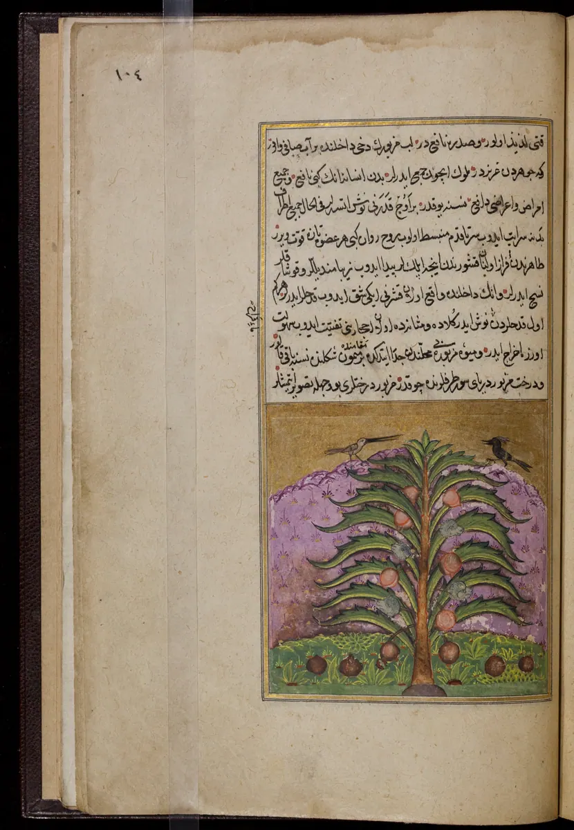 Târîh-i Hind-i Garbî (Târîh-i Yeni Dünyâ / Hadîs-i Nev), fol. acilim-224. Newberry Library