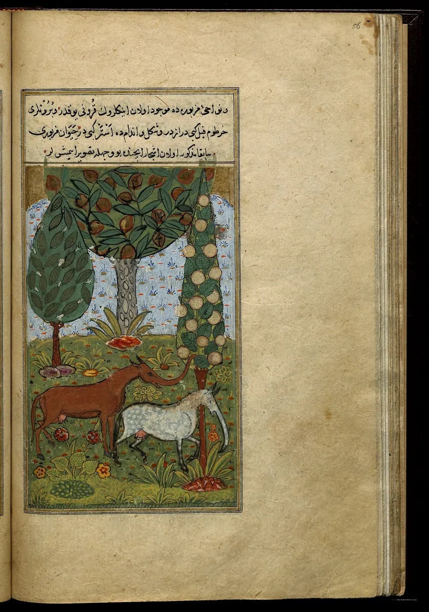 Târîh-i Hind-i Garbî (Târîh-i Yeni Dünyâ / Hadîs-i Nev), fol. view114. Newberry Library