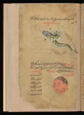 Wellcome MS Persian 373, Görsel 142